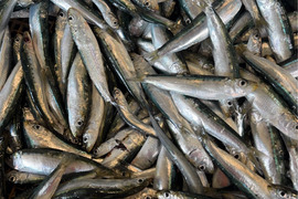 まいわし　生　冷凍　５００ｇ、小ぶり、まるごと