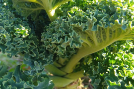 飾って食べちゃう　【枝付きケール】　自然栽培　固定種