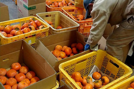 【朝市限定】訳あり　特別栽培次郎柿2.3kgと新米コシヒカリ1.8kg