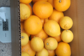 柑橘2種セット　今旬のはっさく、レモン5個、合計5kg