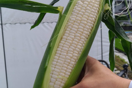 ホワイトショコラ　２Ｌサイズ１２本