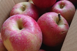 【大特価！🍎訳あり・サンふじ】  4㎏ (サイズミックス 17～20個)