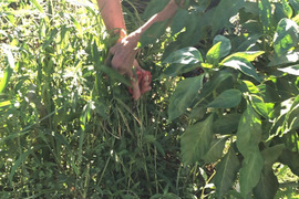 🌿農薬と化学肥料を使わないで育てた野菜セット🌰【数量限定❗❗】子供に食べさせたい（５品目～７品目）😋🍚🎵🎵ばぁばのモノスゴイ野菜🍅🍆🌽✨✨✨