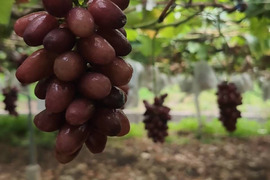 クイーンセブン！皮ごといけるやつ、食べたことありますか？