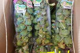 "株ごと芽キャベツ"with お任せ冬の野菜 セット(芽キャベツ+野菜5品)