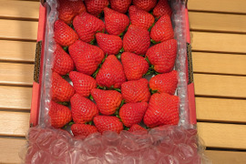 ❤口いっぱいにあふれる果汁❤ いちごさん 約７００ｇ🍓