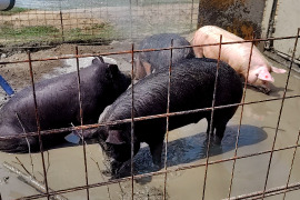 ホルモン　小腸　自家配合飼料と放牧で育った　年間4頭出荷の個人生産豚肉　個体がわかる貴重なホルモン　１.３ｋｇ（3頭目）【福袋】【冬ギフト】