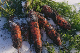 お買い得！【大きめサイズ】甘み極上の雪下人参「灯かり」(4㎏)