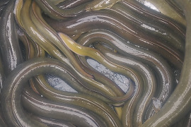 天然うなぎ「琵琶湖産」700g活鰻時