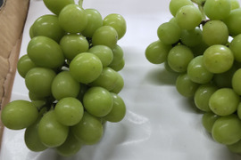 【訳あり】山梨県産シャインマスカット約1.1kg【2～5房】　ご家庭用にどうぞ