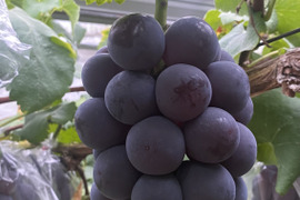 令和6年産 岡山県産きぬむすめ単一原料米 精米済約9kg 農家直送
