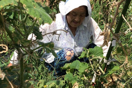常温便🥔🥔🥔じゃがいも✨✨【数量限定約８kg❗❗】子供に食べさせたいばぁばのモノスゴイ野菜😋🍠🍠✨✨✨