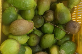 【週にあるだけ限定！】訳あり まるたま農園の超お得！グリーンレモン (約５kg)