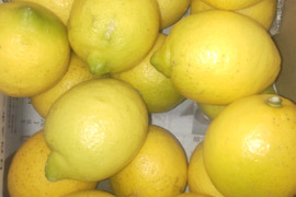 防腐剤、ワックス不使用　皮ごと使用激安広島県産レモン 訳あり品 2ｋg(約21個入)
