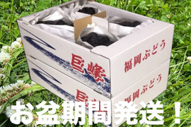 【先行予約受付中】旬の高級ぶどう/種無し巨峰　お盆期間確約御贈答