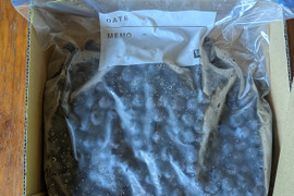 令和7年収穫　北海道産ブルーベリー　【冷凍1kg】
