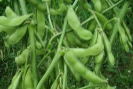 子供に食べさせたい【数量限定❗❗】旬の枝つき枝豆🍺✨✨✨約2.5㎏❗❗✨✨✨ばぁばのモノスゴイ野菜😋