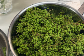 今が旬の実山椒４００g