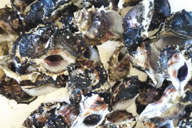 金栄丸 の産地直送の商品 食べチョク 産地直送 産直 お取り寄せ通販 農家 漁師から旬の食材を直送