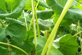 柔らかくみずみずしい【朝採り】 水蕗 フキ １㎏