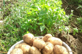 農薬不使用無肥料栽培じゃがいも　ピルカ　サイズ混合 9ｋｇ　木村秋則式自然栽培 青森県  自家採取種芋