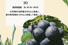 信州種無し巨峰1ｋｇ