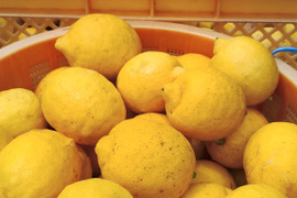 4kg【完熟】【栽培期間中農薬不使用】大崎上島産レモン4kg
