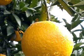 【広島県産】新甘夏(サンフルーツ)　4.5kg(箱込み)