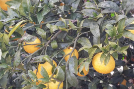 爽やかで甘い「黄金柑1㎏」「愛媛県産」