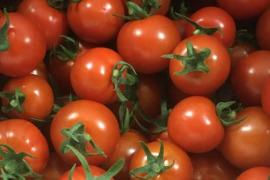 食べだしたら止まらない！中玉トマト・フルティカ【1kg】