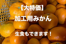 【大特価】加工用みかん　10キロ