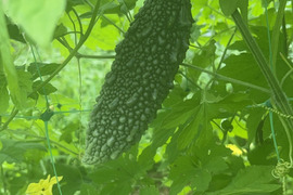 『在来種ゴーヤ自然栽培』【農薬完全不使用 完全無肥料栽培 】！淡路島産〙【1キロ】自然農法