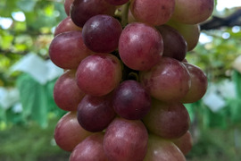 シャインマスカット直系の赤品種
皮ごと コトピー🍇