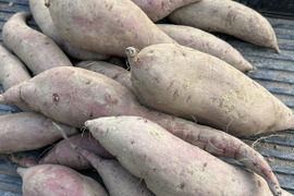 【訳あり】シルクスイート 5kg ※梱包込