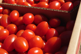 『みんなで分けられる』フルーツミニトマト（３kg）シェアに最適！