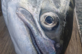 ビワマス天然鮮魚　神経〆血抜済1.2キロ