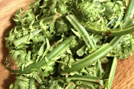 旬をいただく！愛知県豊田市旭産　天然コゴミ 200ｇ