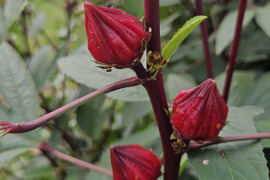 三輪山麓のハーブ農園花咲さま専用 ベルガモット 3年生 7号21cmポリポット入 三輪山麓のハーブ農園花咲さま専用 ベルガモット 3年生 7号21cm