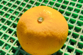 鹿児島県産　自然栽培八朔