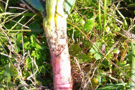 赤ねぎ　肥料農薬不使用、自然栽培、固定種