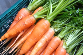 わしゃわしゃ葉付き　新黒田五寸にんじん　自然栽培　自家採種