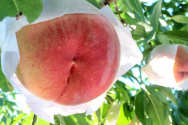 8/15収穫予定♪紅錦香(くにか)3kg🍑朝採り🍑【自宅用】訳あり🍑なめらかジューシー🍑糖度高め酸味少なめ品種🍑甘い🍑採りたてはパリパリ硬い桃🍑硬め出荷🍑わけあり家庭用
