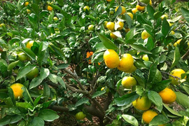 柑橘シーズンのはじまり！収穫したまま【無選果】極早生みかん（10ｋｇ）サンプル糖度8.7～10.4度。きれいなものやそうでないものいろいろです。１０月２日収穫