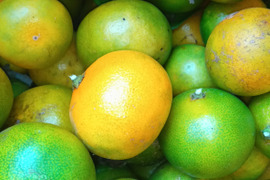 みかん　肥料農薬不使用