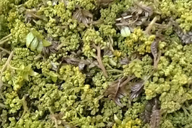 【数量限定】冷凍花山椒　50g