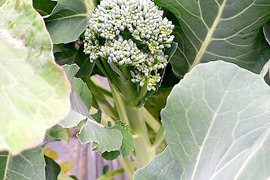 【畑から直送】茎ブロッコリー　1kg　出荷日当日の朝に収穫します スティックセニョール