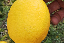 【栽培期間中農薬化学肥料不使用】皮も食べれ
レモン2kg(箱込)商品説明必読！