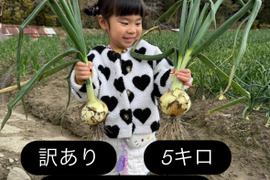 【訳あり】淡路島玉ねぎ！5キロ
人気ナンバー1商品