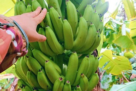 【農薬・化学肥料】幻の品種！グロスミシェル！国産バナナ特選900g　お試し用【栽培期間中不使用】