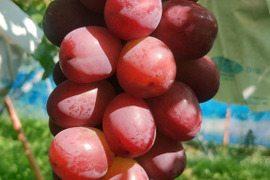 甘く美しい長野県限定品種　クイーンルージュ　900g（2〜3房）　秀品 【日時指定不可商品】